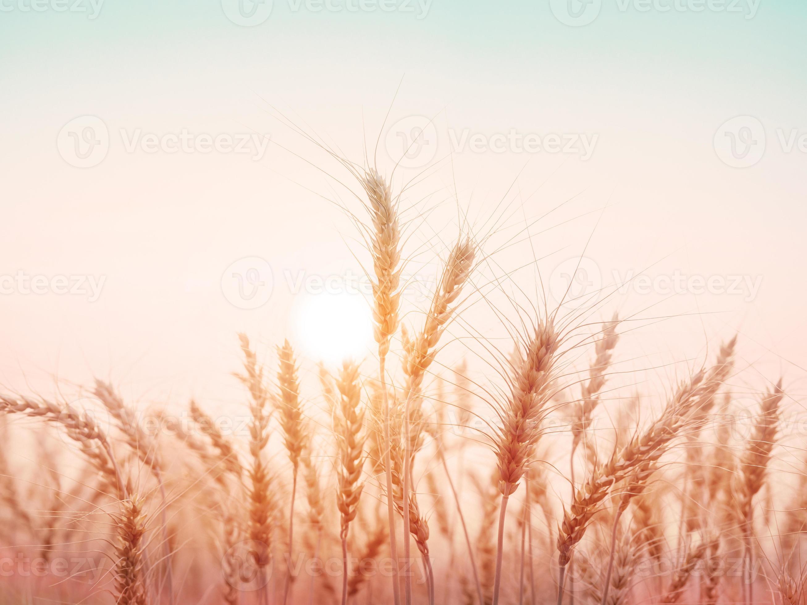 Golden wheat field with sunset natural background. 7195298 Stock Photo