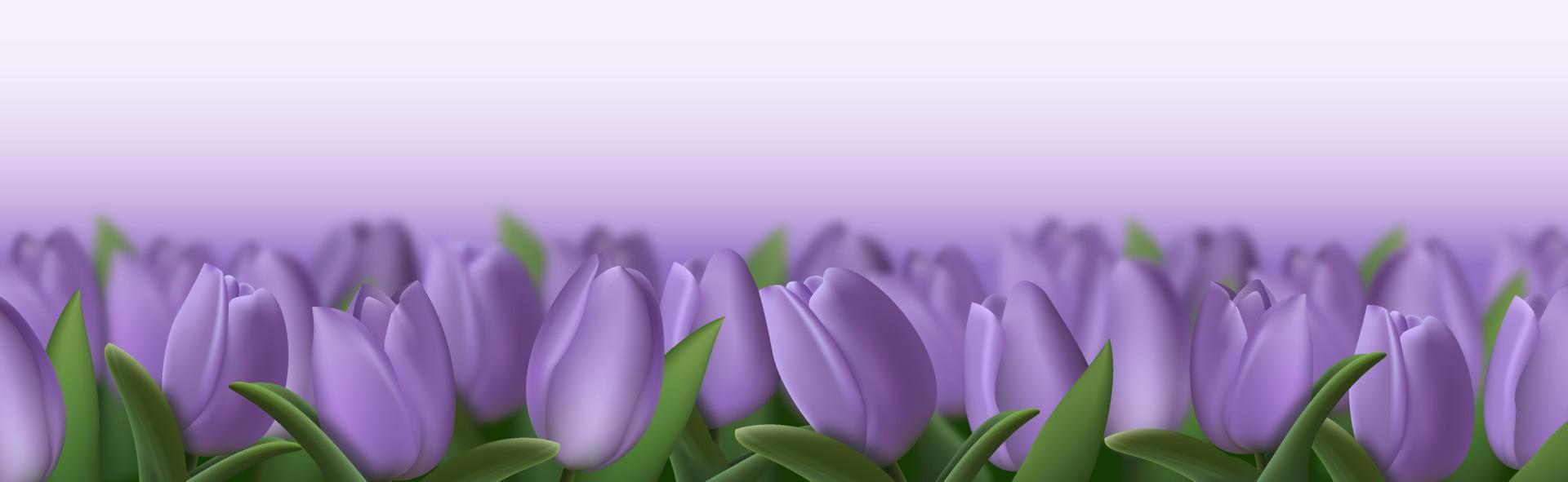 Realistic purple 3d tulip flowers on transparent background. Vector illustration