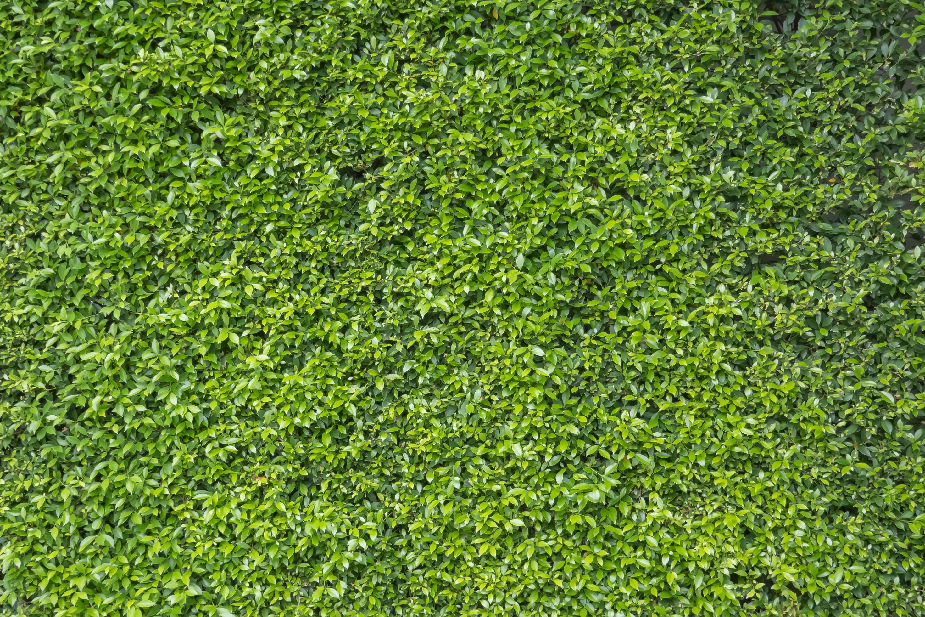 Green tree wall fence for background 7196418 Stock Photo at Vecteezy