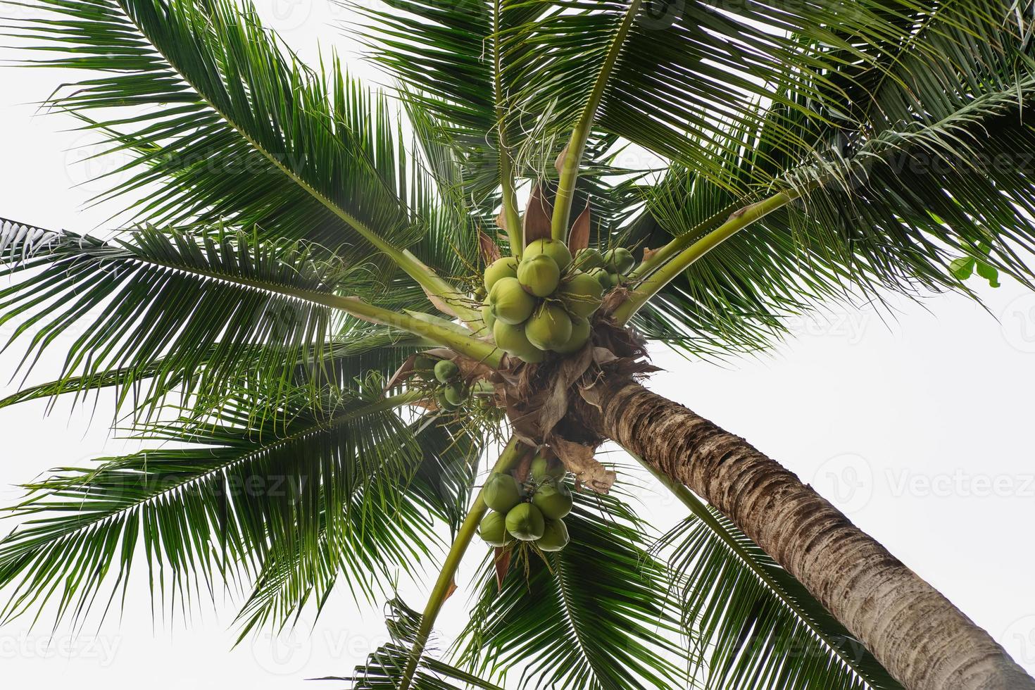 Coconut Palm Tree seen from below photo