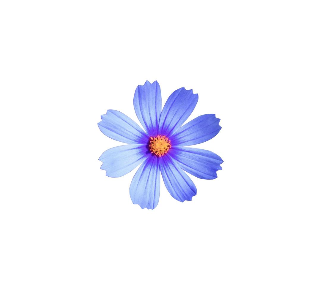 primer plano flores de cosmos azul de cabeza pequeña aisladas sobre fondo blanco. foto