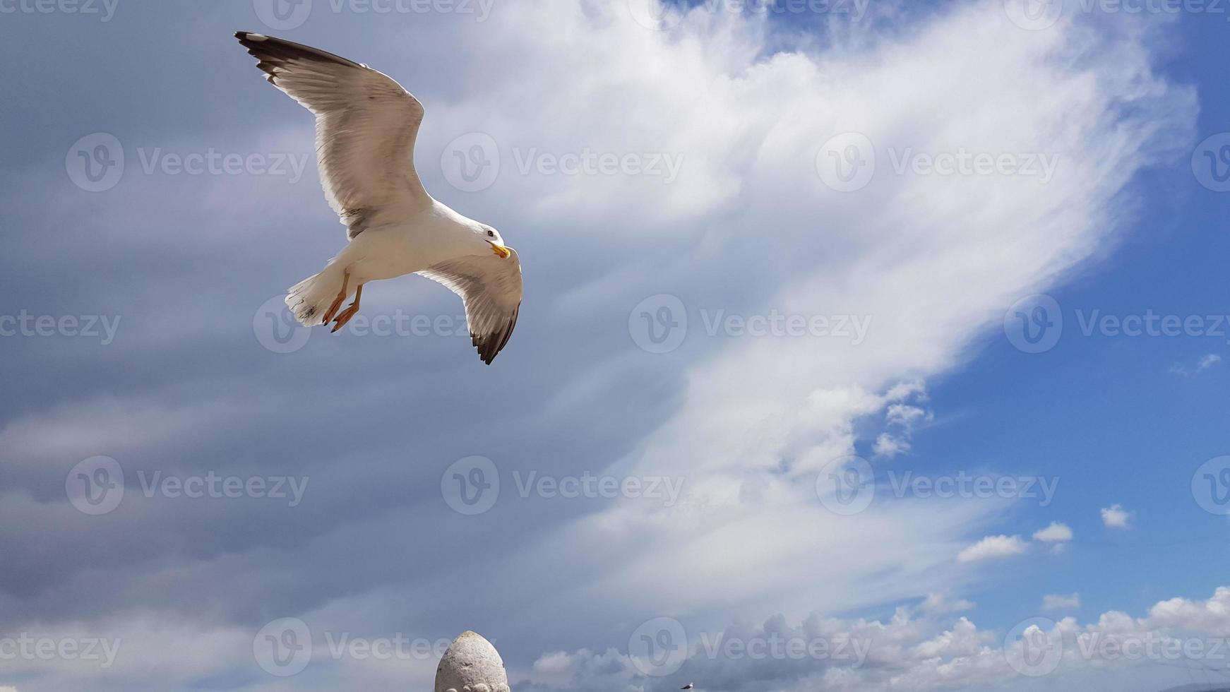 Seagull flying among the sky clouds. photo