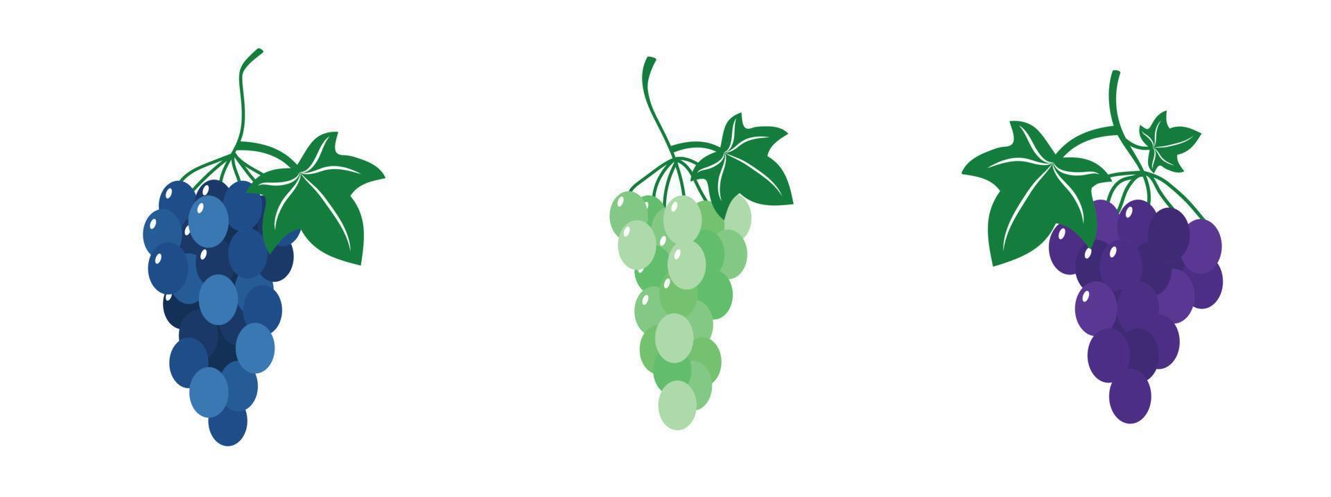 un conjunto de racimos de uvas. ilustración vectorial vector