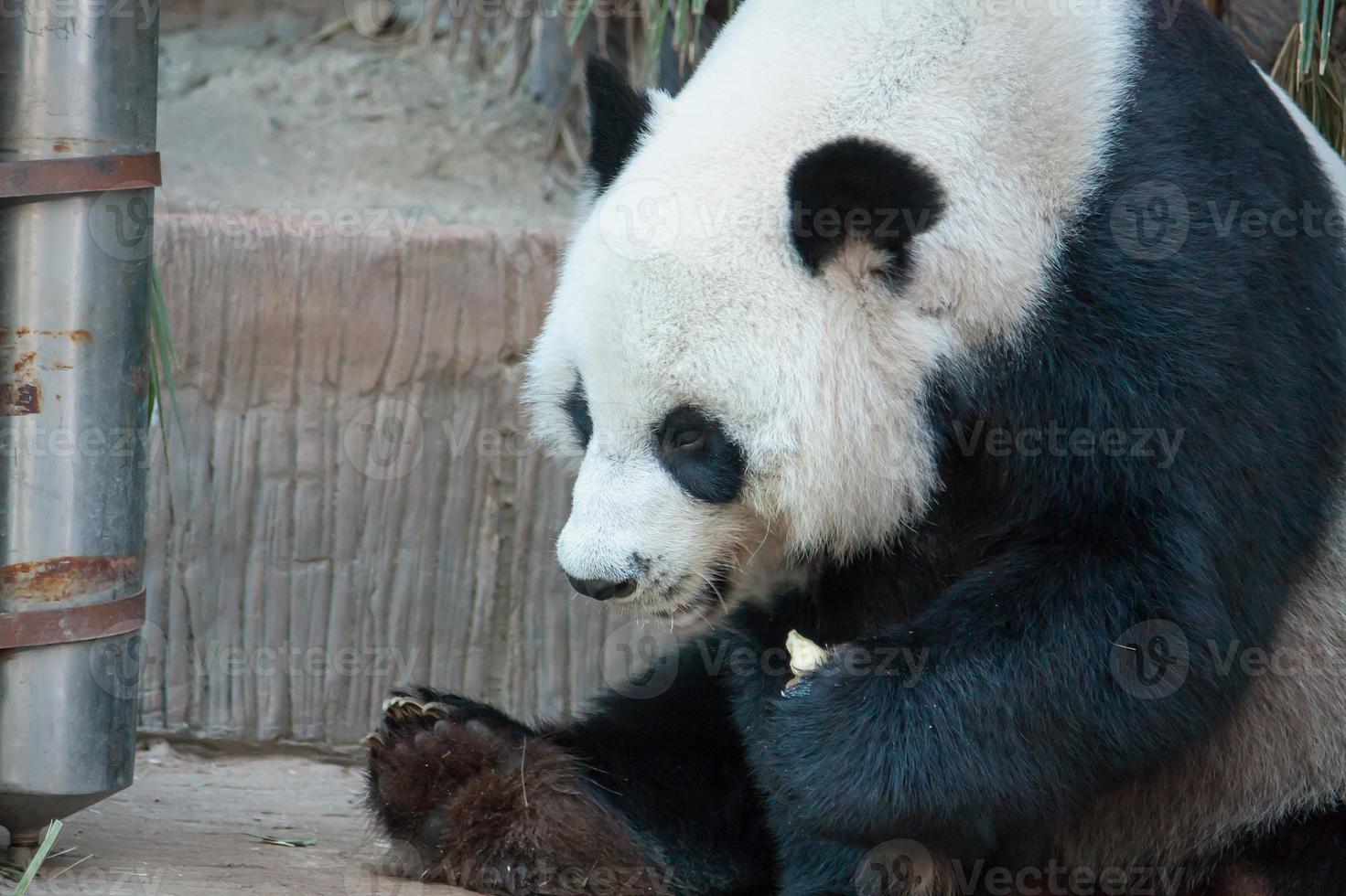 Hungry giant panda bear eating photo