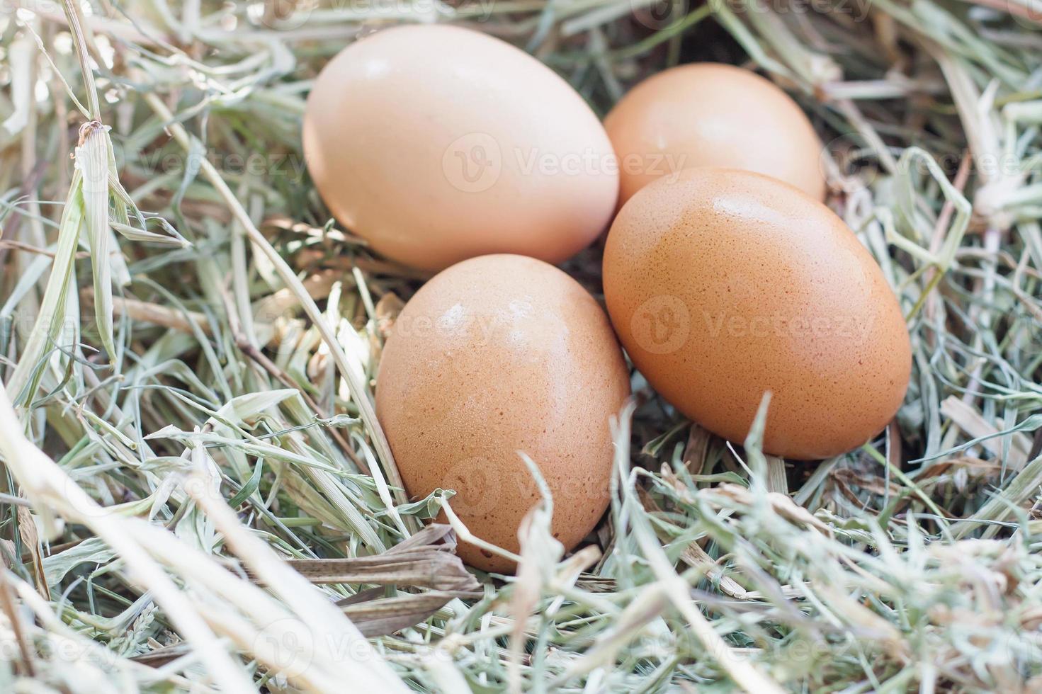 huevos en el nido foto