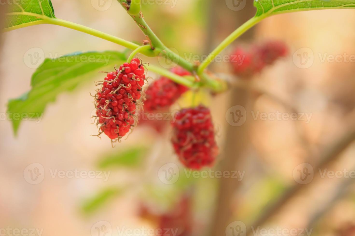 Fresh mulberry on tree photo
