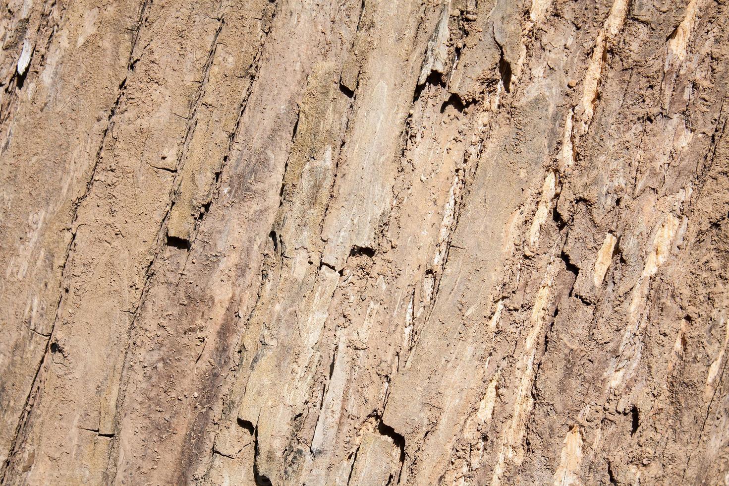 Tree bark texture photo