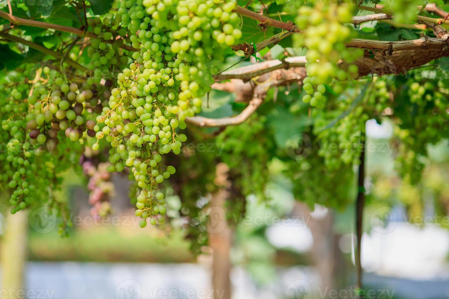 Bunches of white wine grapes photo