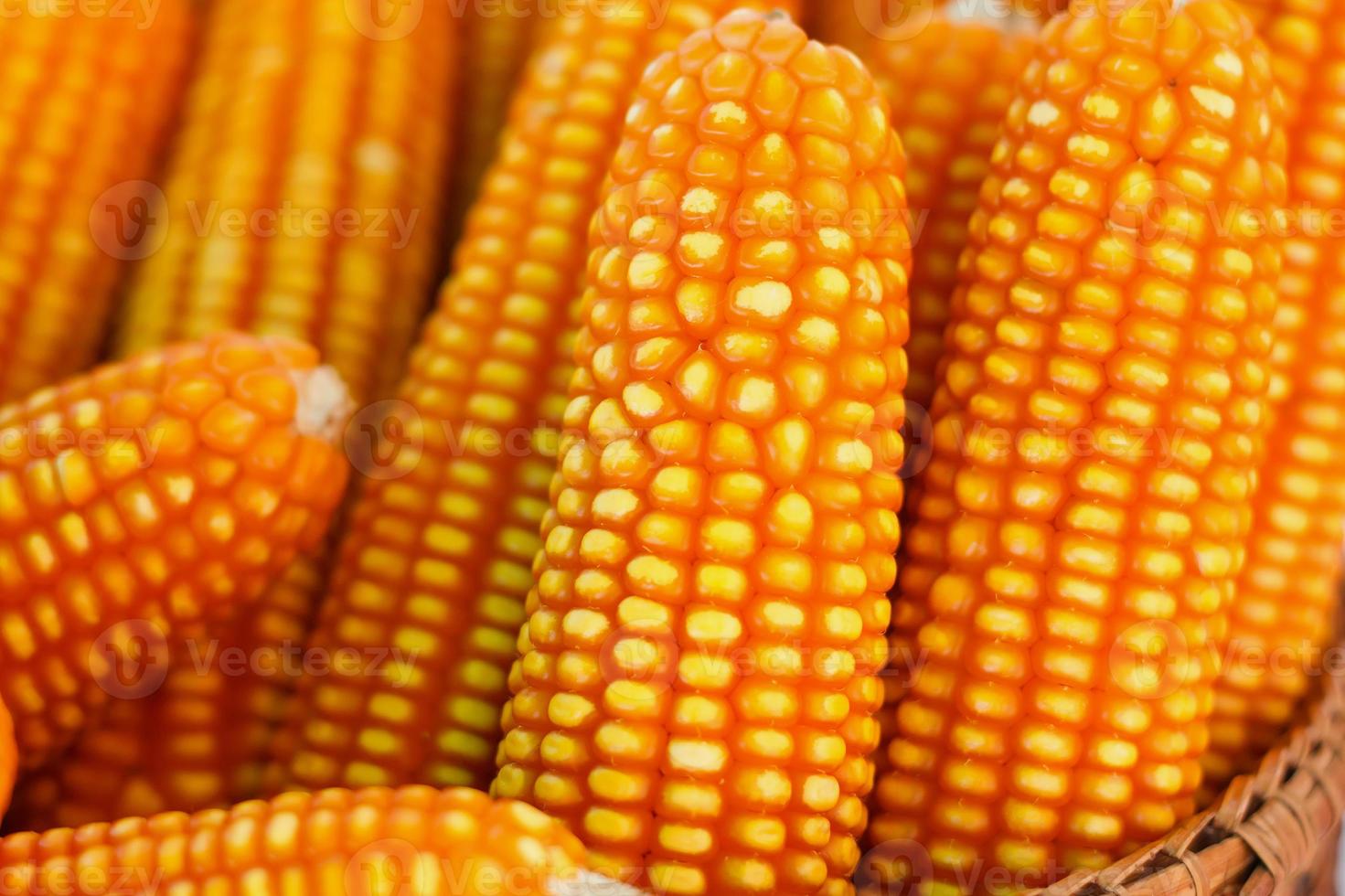 Dried corn close up photo