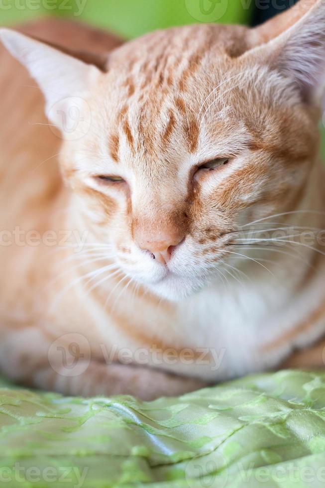 ginger cat close up photo