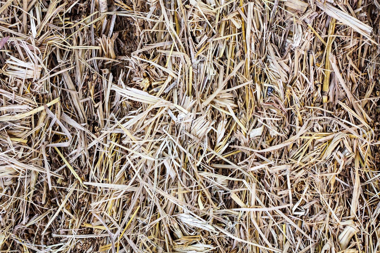 Messy Thatch close up photo