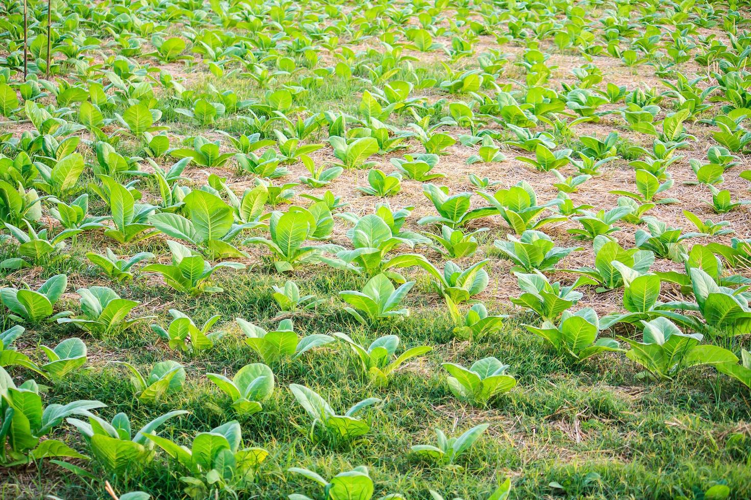 tobacco field close up photo