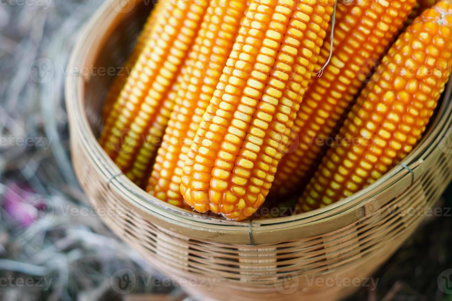 Dried corn close up photo