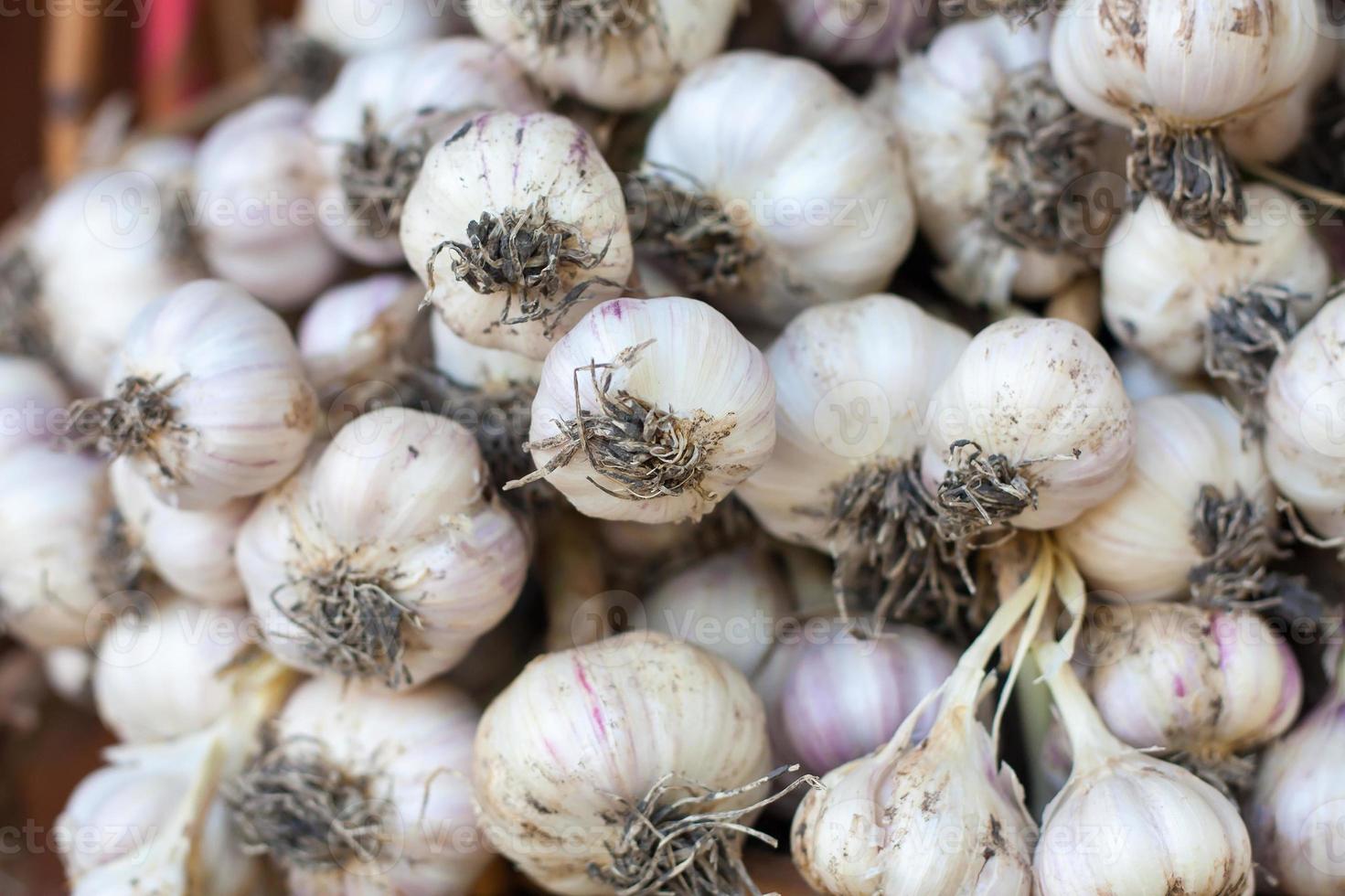 Fresh garlic close up photo