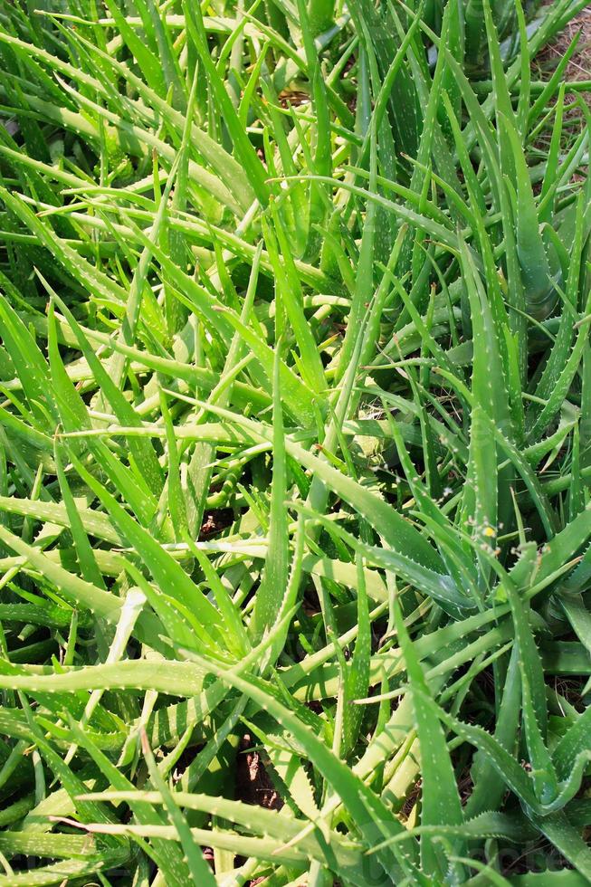 Aloe vera field photo