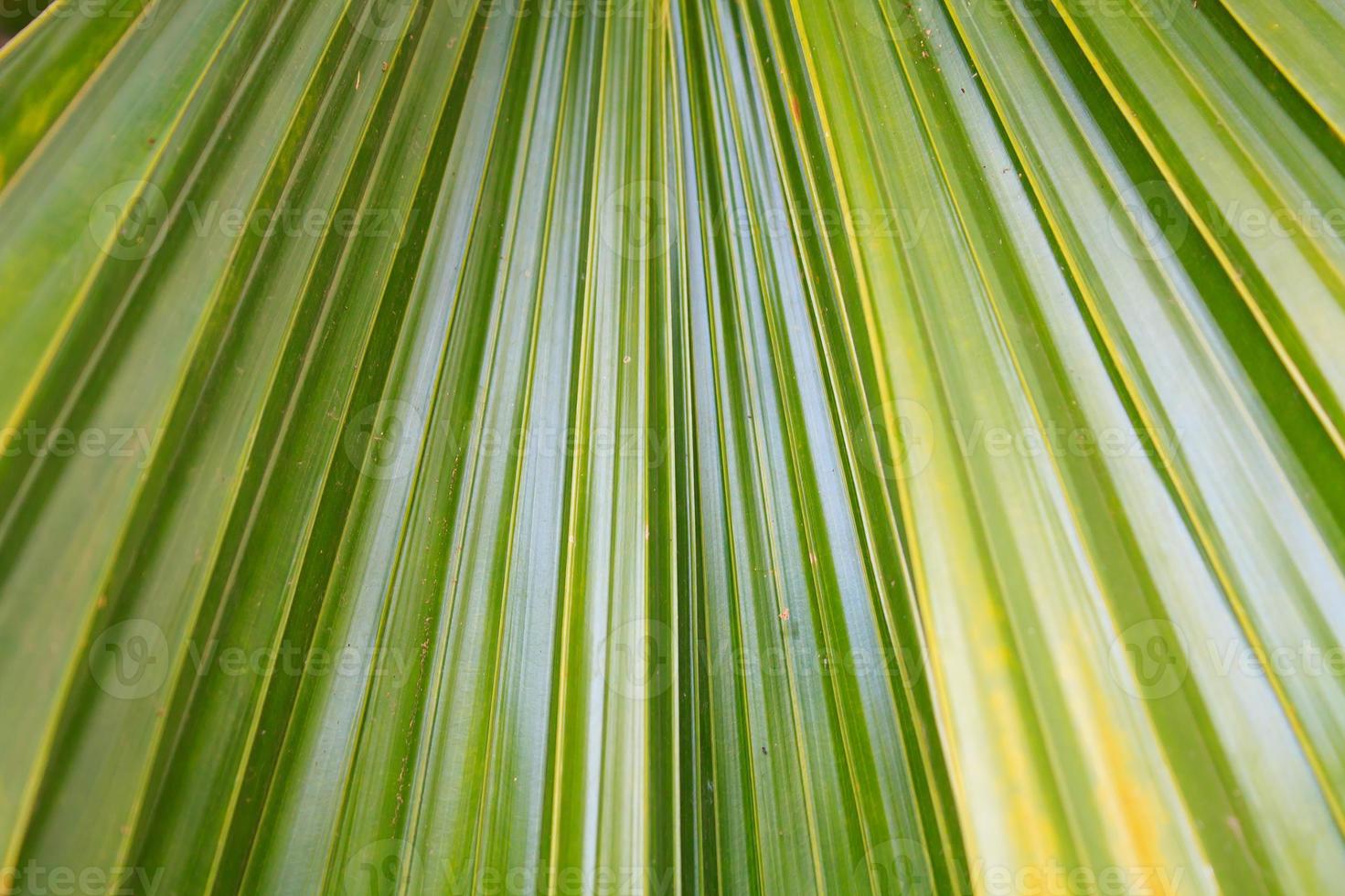 Abstract green leaf texture for background photo