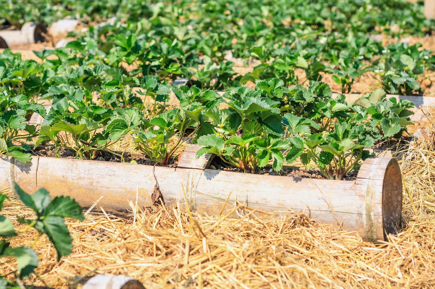 campo de fresas de cerca foto