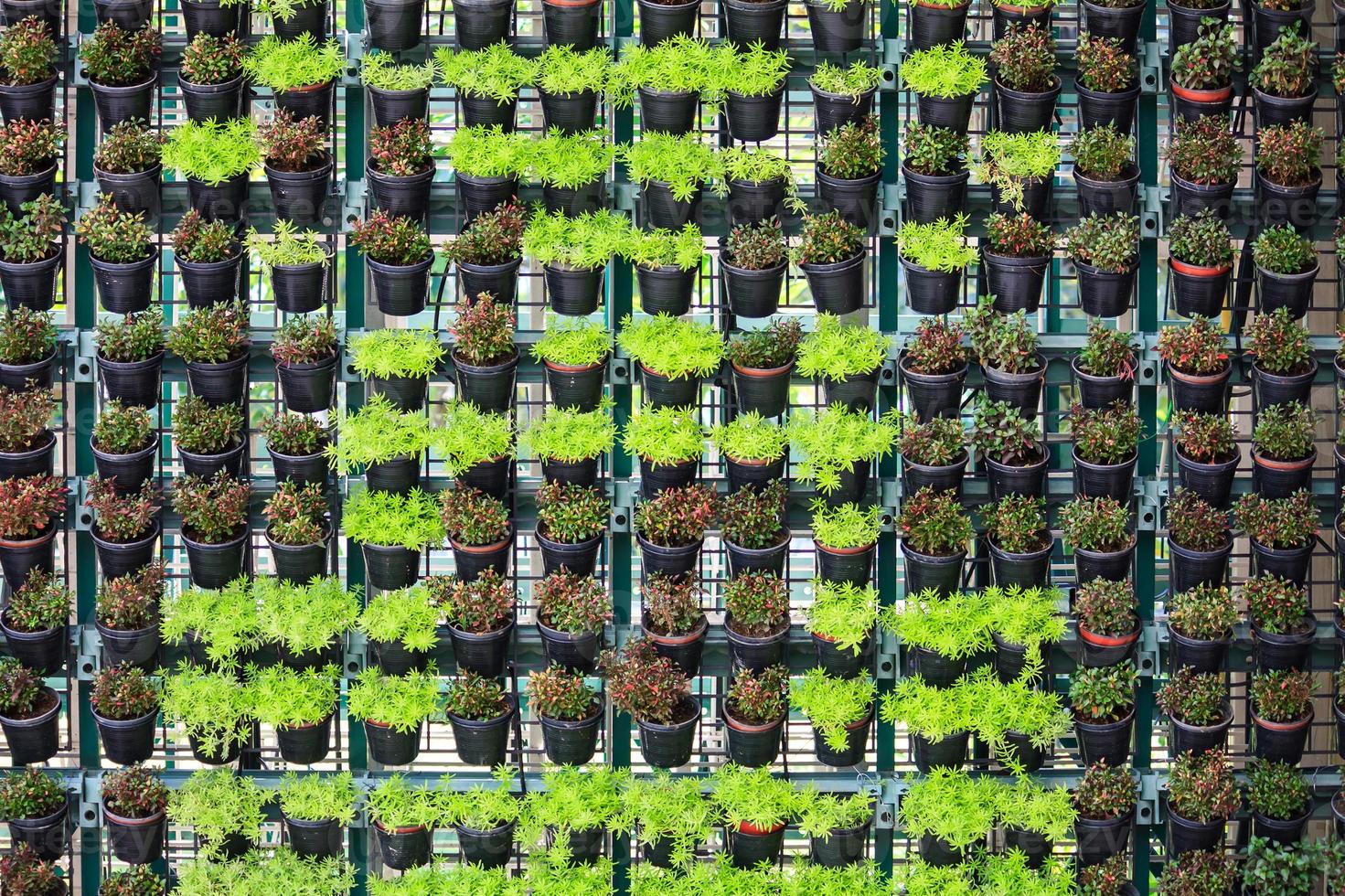 vertical garden close up photo