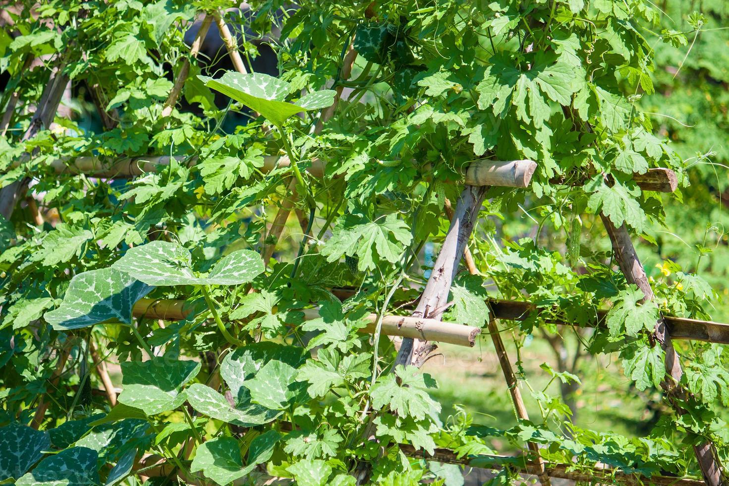 vegetable garden close up photo