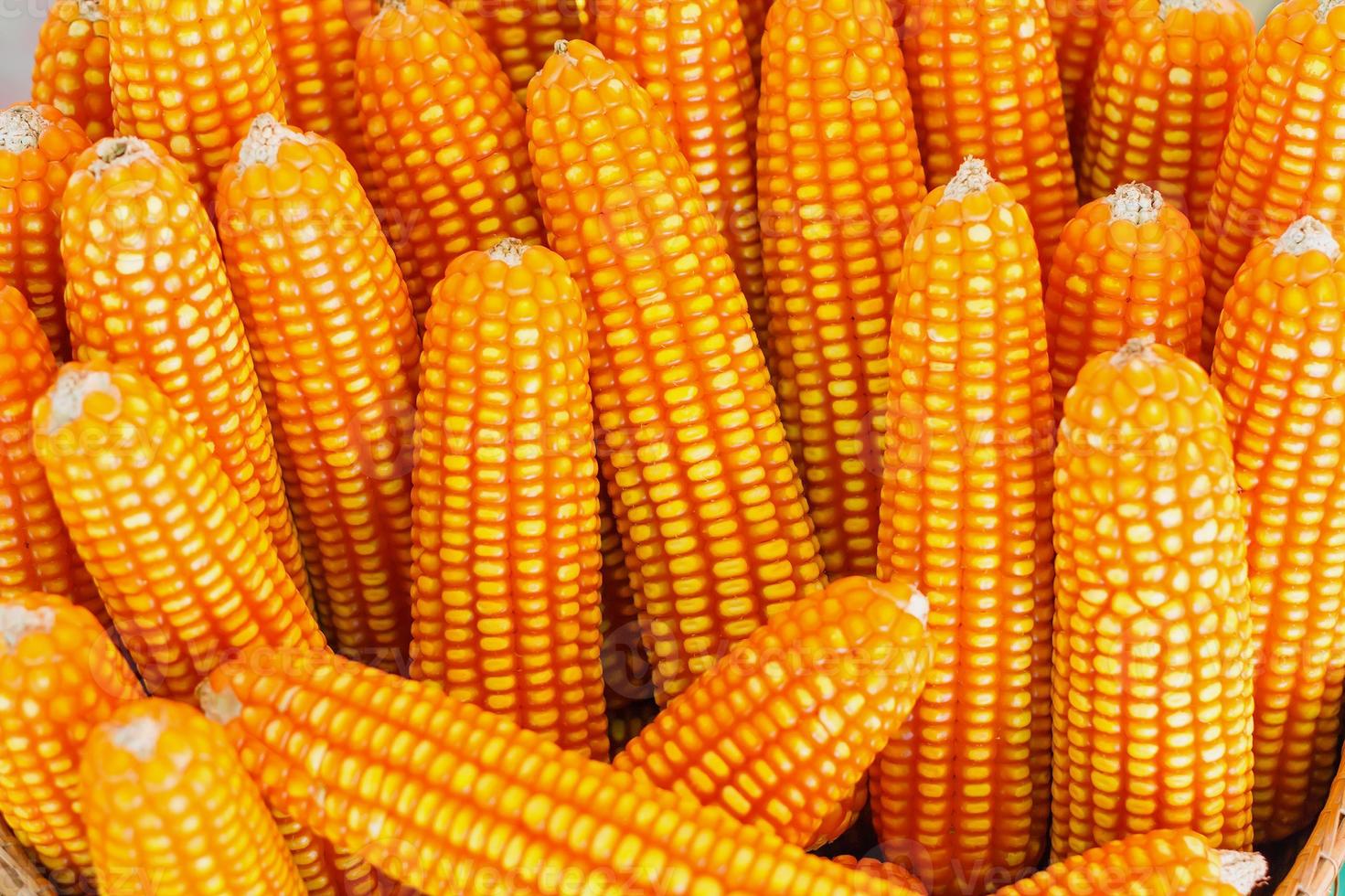 Dried corn close up photo