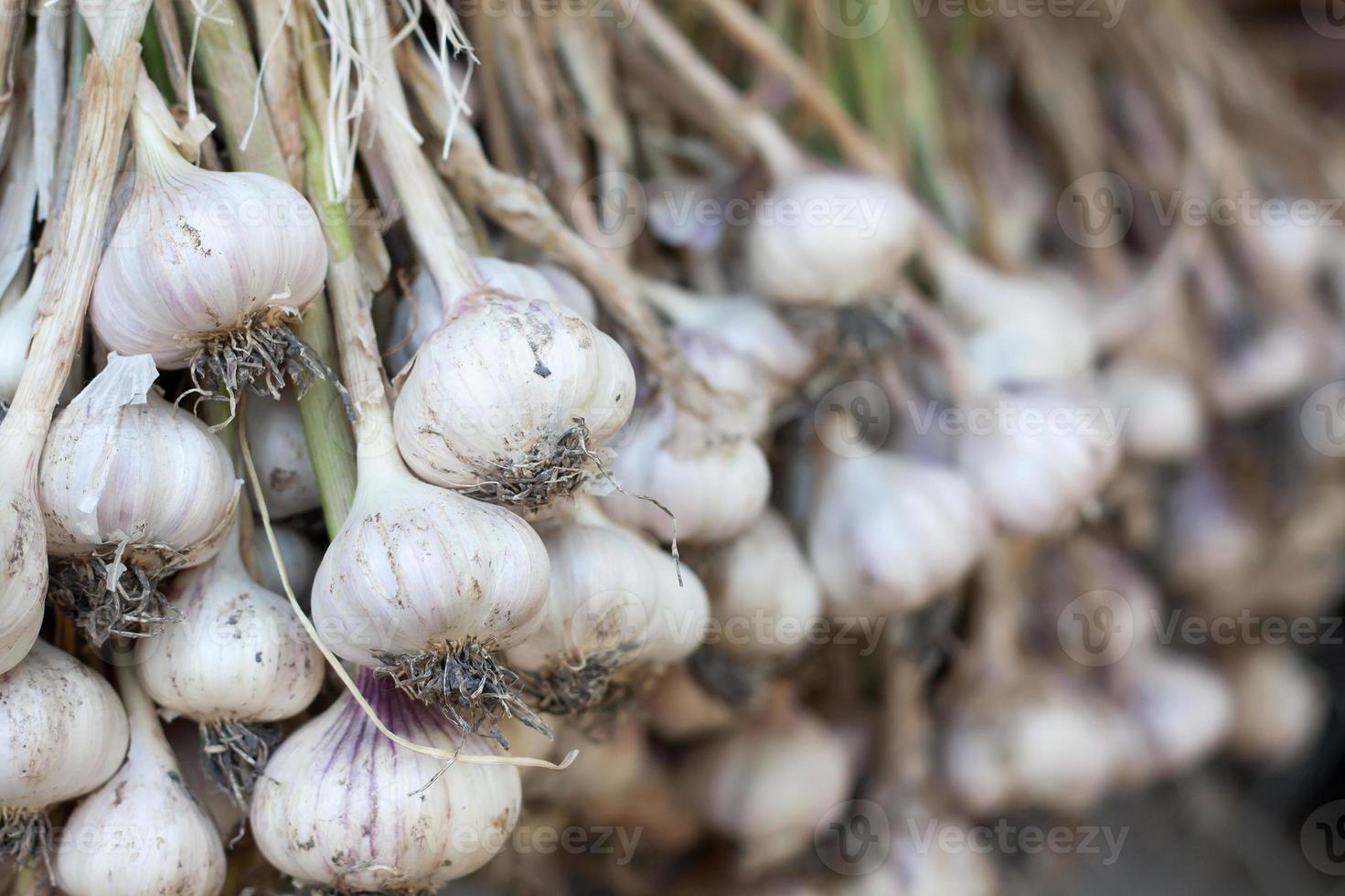 Fresh garlic close up photo