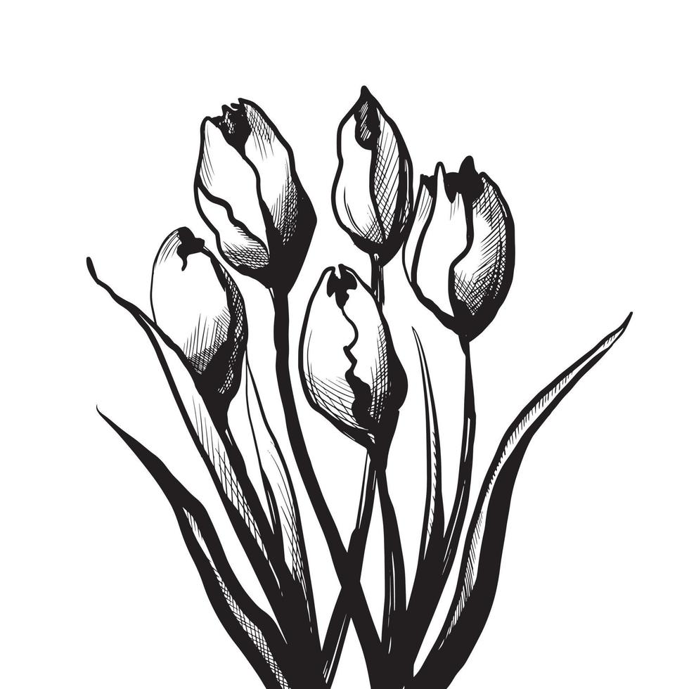 gráficos de flores de tulipán vector