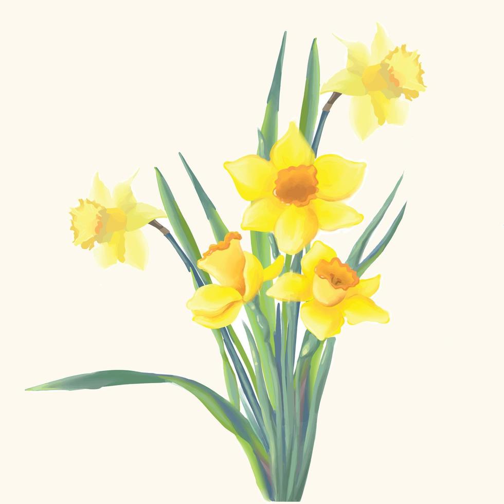 blooming yellow daffodils, Narcissus spring flowers, vector