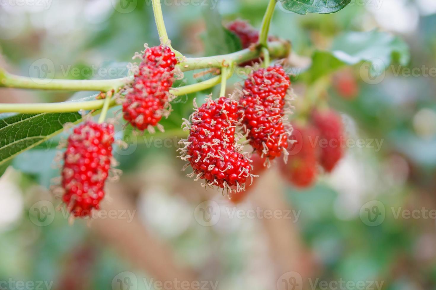 Fresh mulberry on tree photo