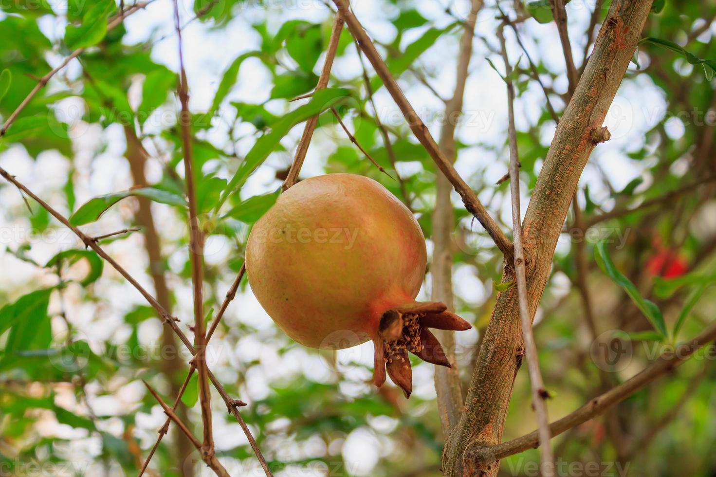 Pomegranate Fruit on Tree Branch photo