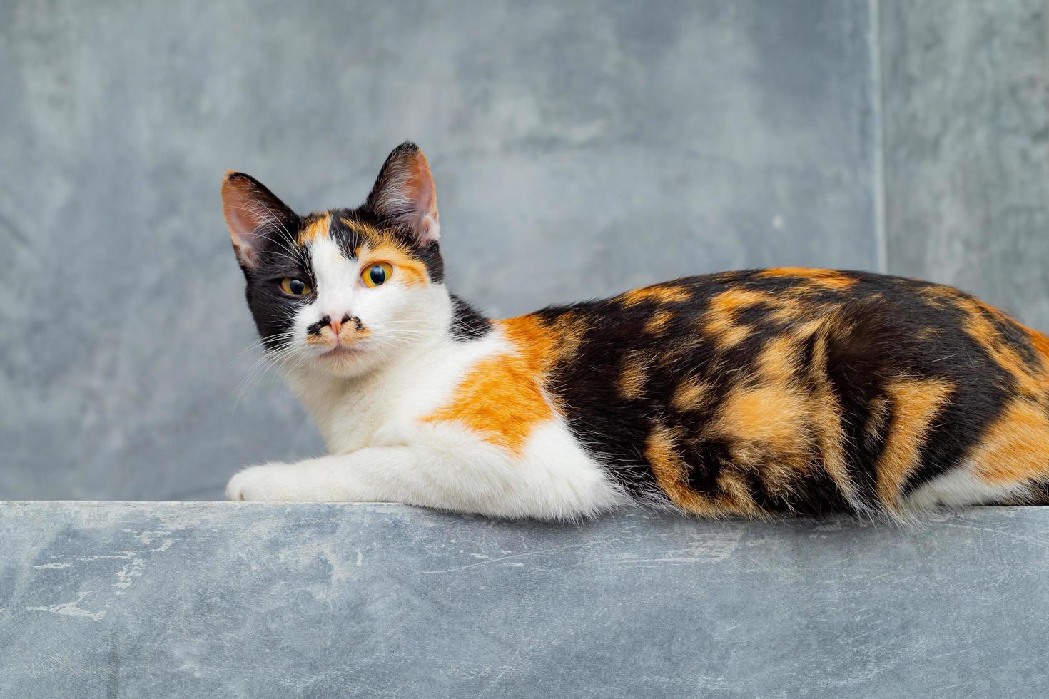 Three colored cats sitting on a loft plaster wall. 7203298 Stock Photo