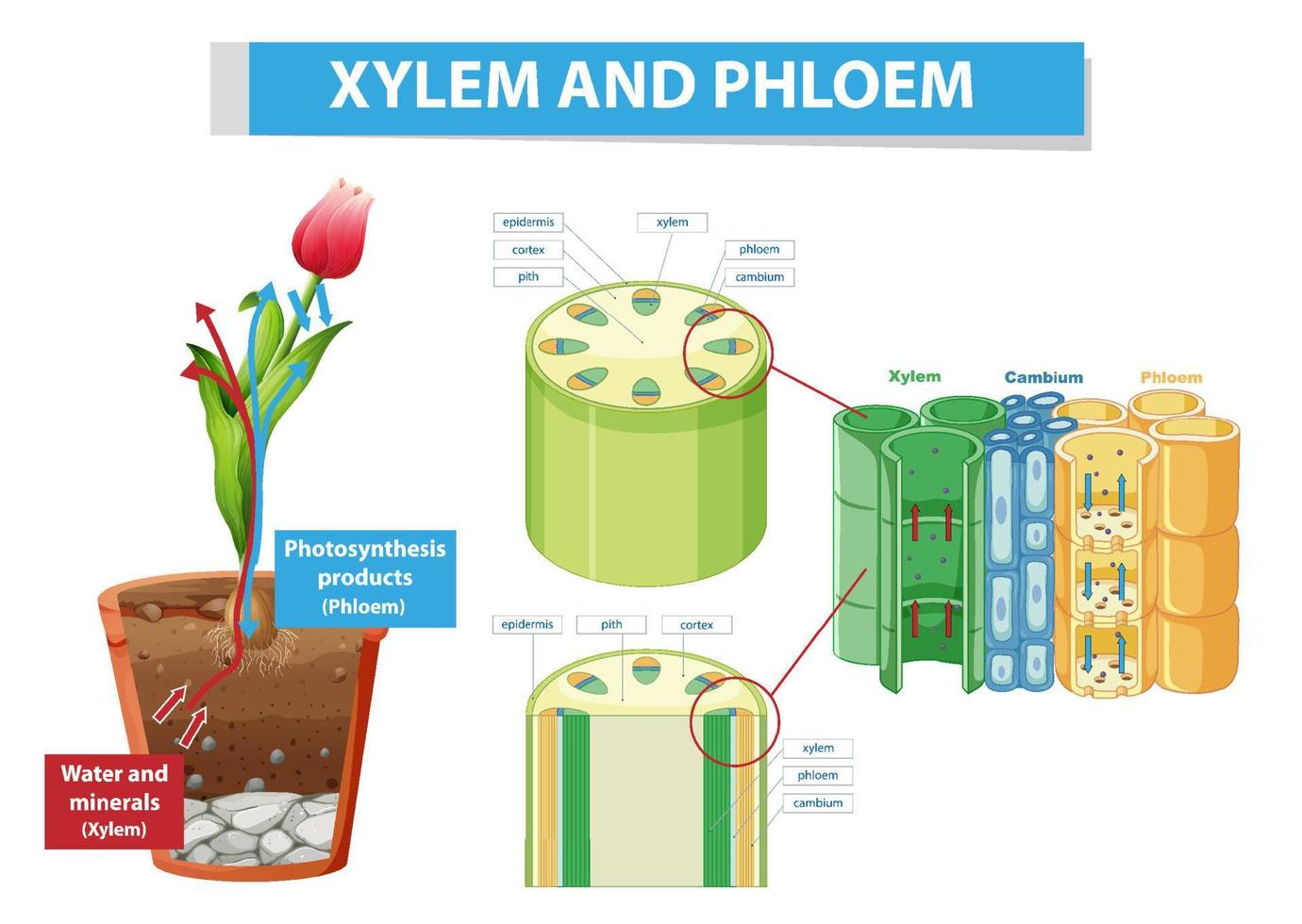 Diagram showing xylem and phloem in plant vector