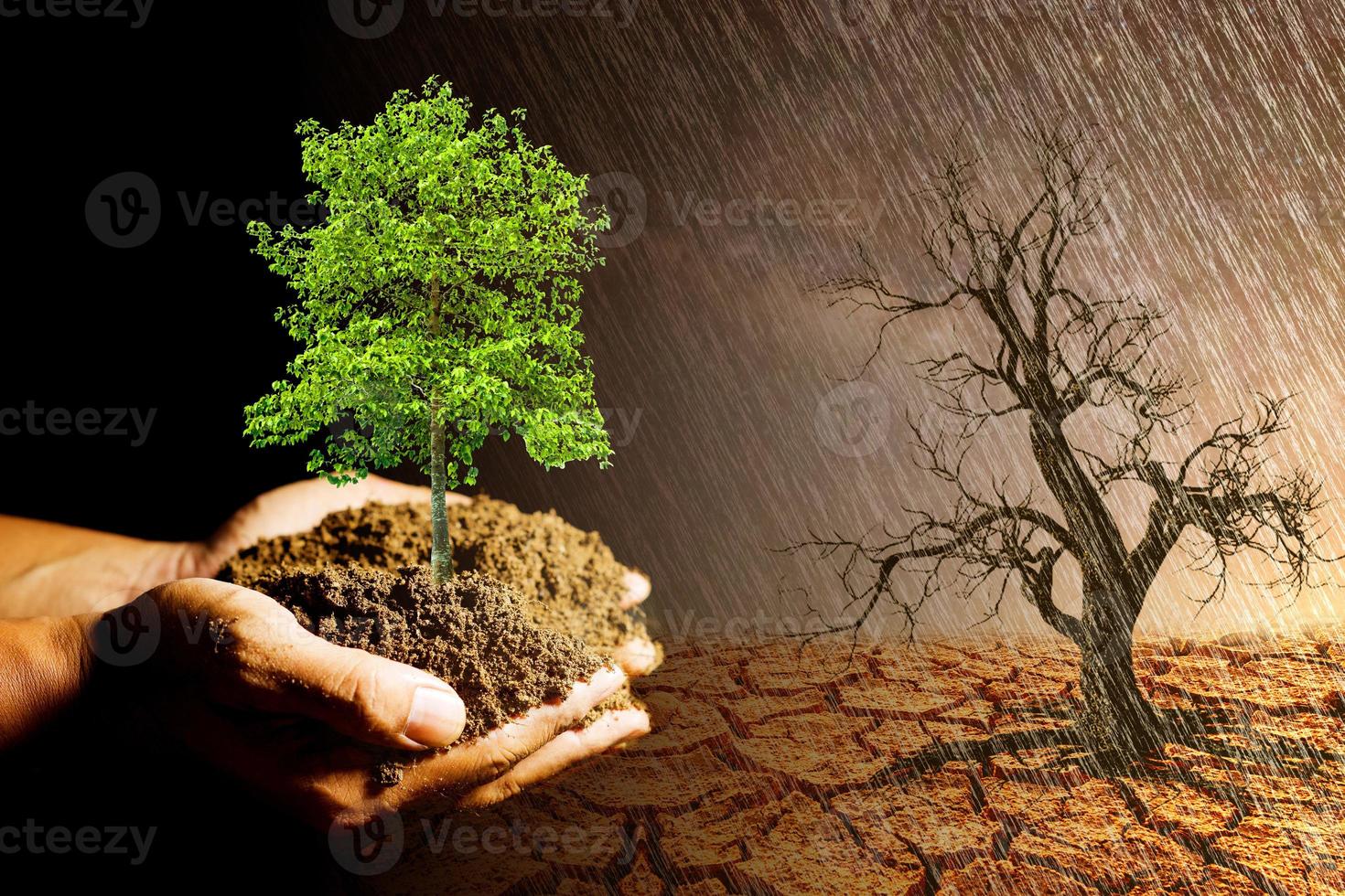 tree planting ideas to protect the environment. plant in hand ready to plant photo