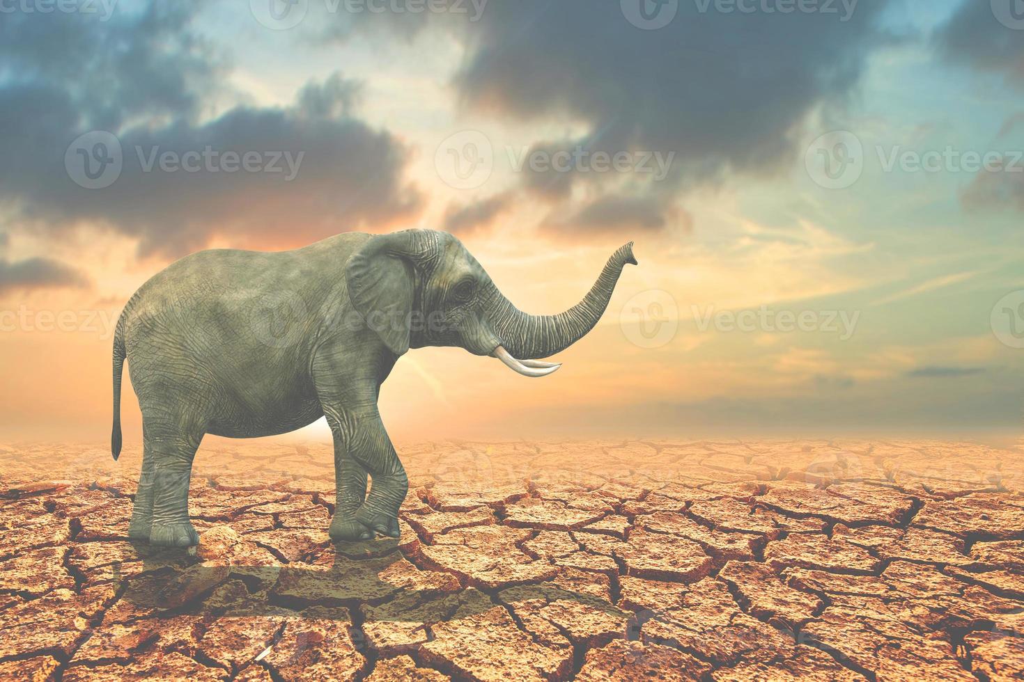 Forest conservation concept for wildlife. An elephant searching for food in arid land lacks water. photo