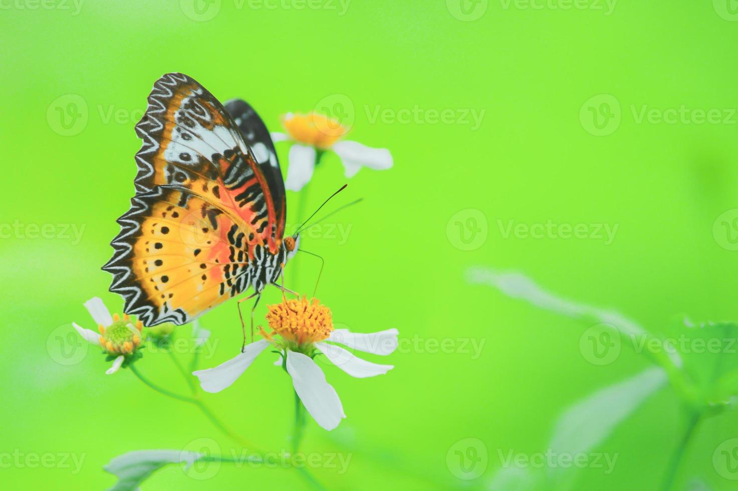 Beautiful butterflies in nature are searching for nectar from flowers in the Thai region of Thailand. photo