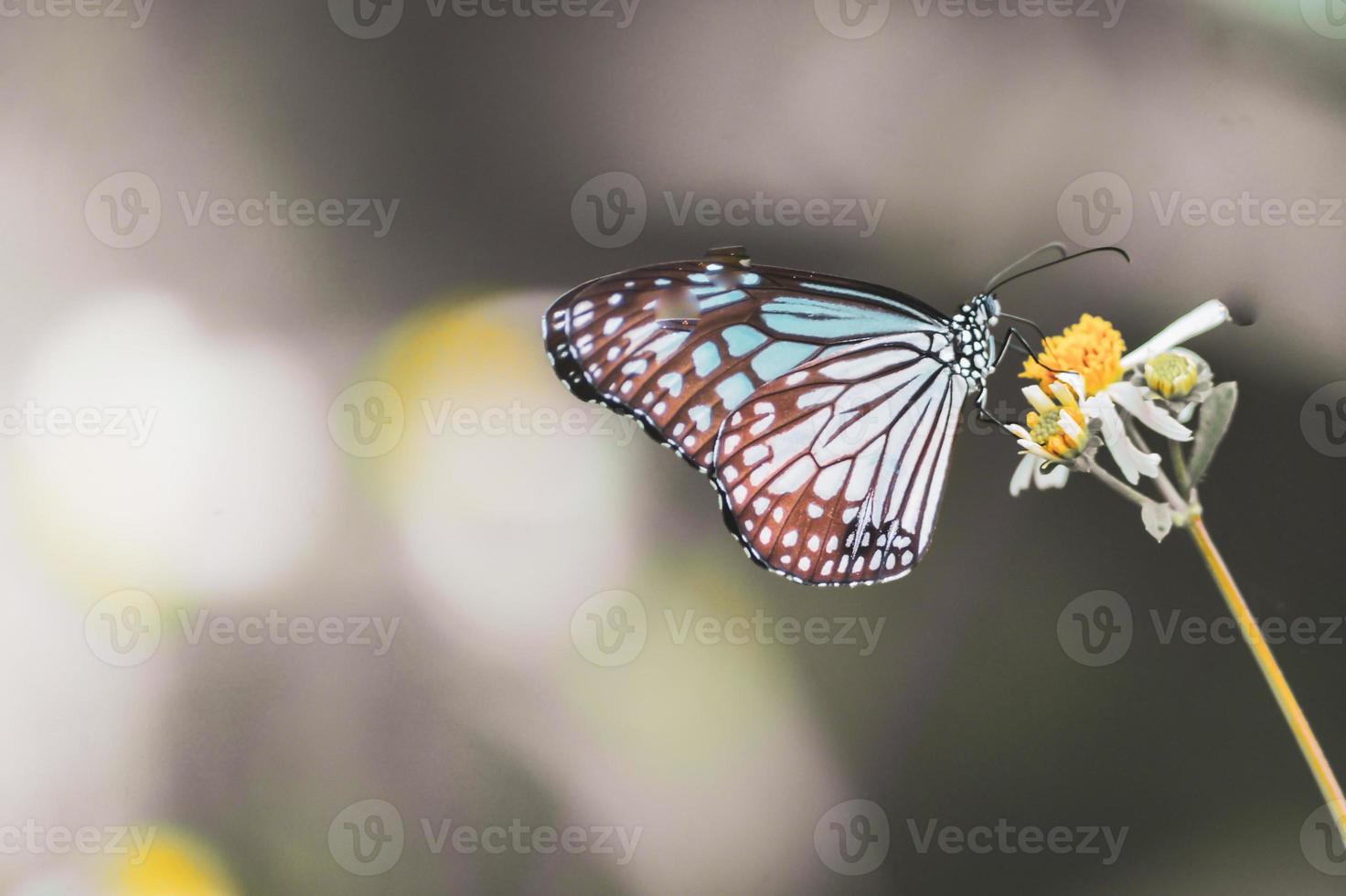 Beautiful butterflies in nature are searching for nectar from flowers in the Thai region of Thailand. photo