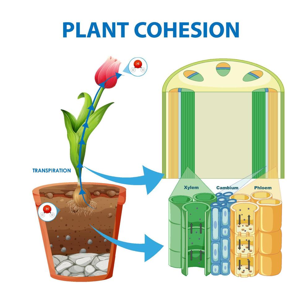 Digram showing the movement of water in plants vector