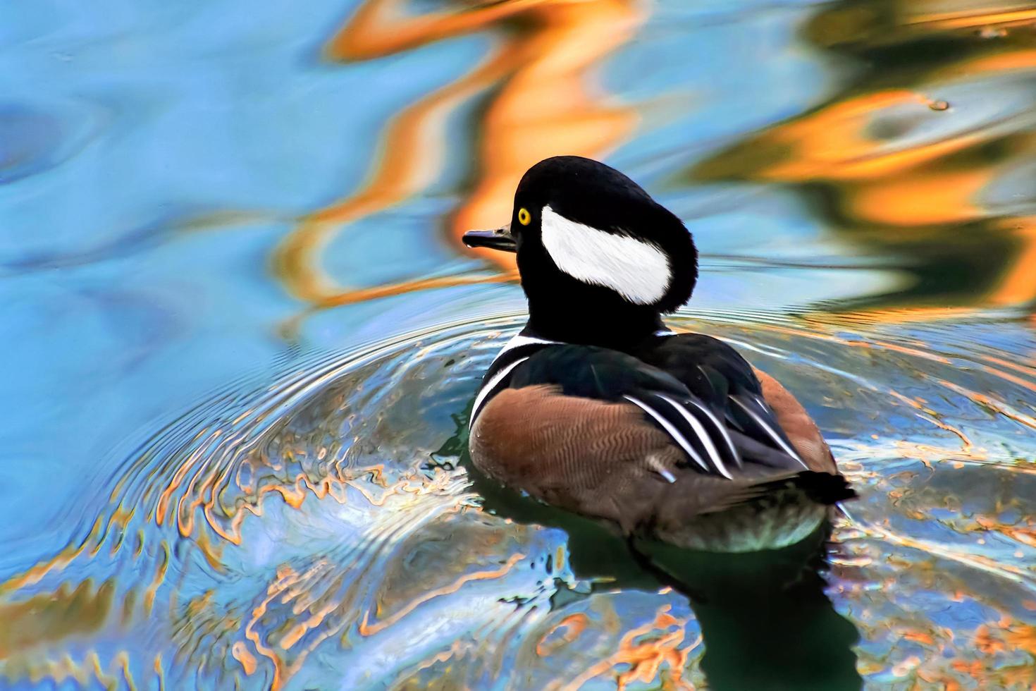 Hooded Merganser at Barnes Wetland Trust photo