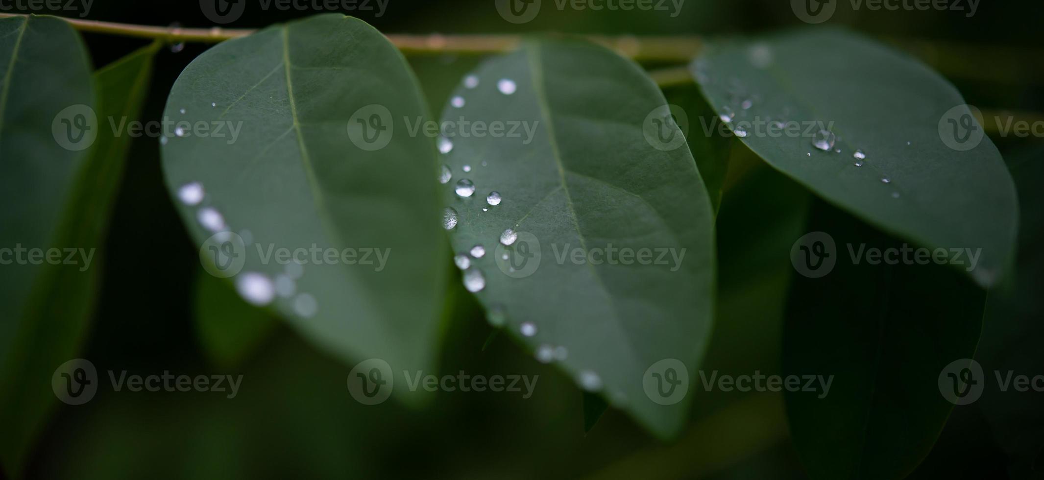 hojas de rocío, gotas de lluvia que se aferran a las hojas verdes después de la lluvia foto
