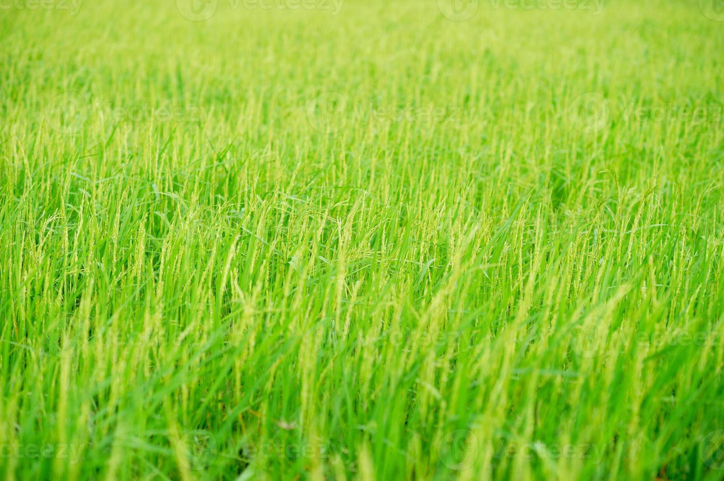 Green rice plants in the fields of farmers photo