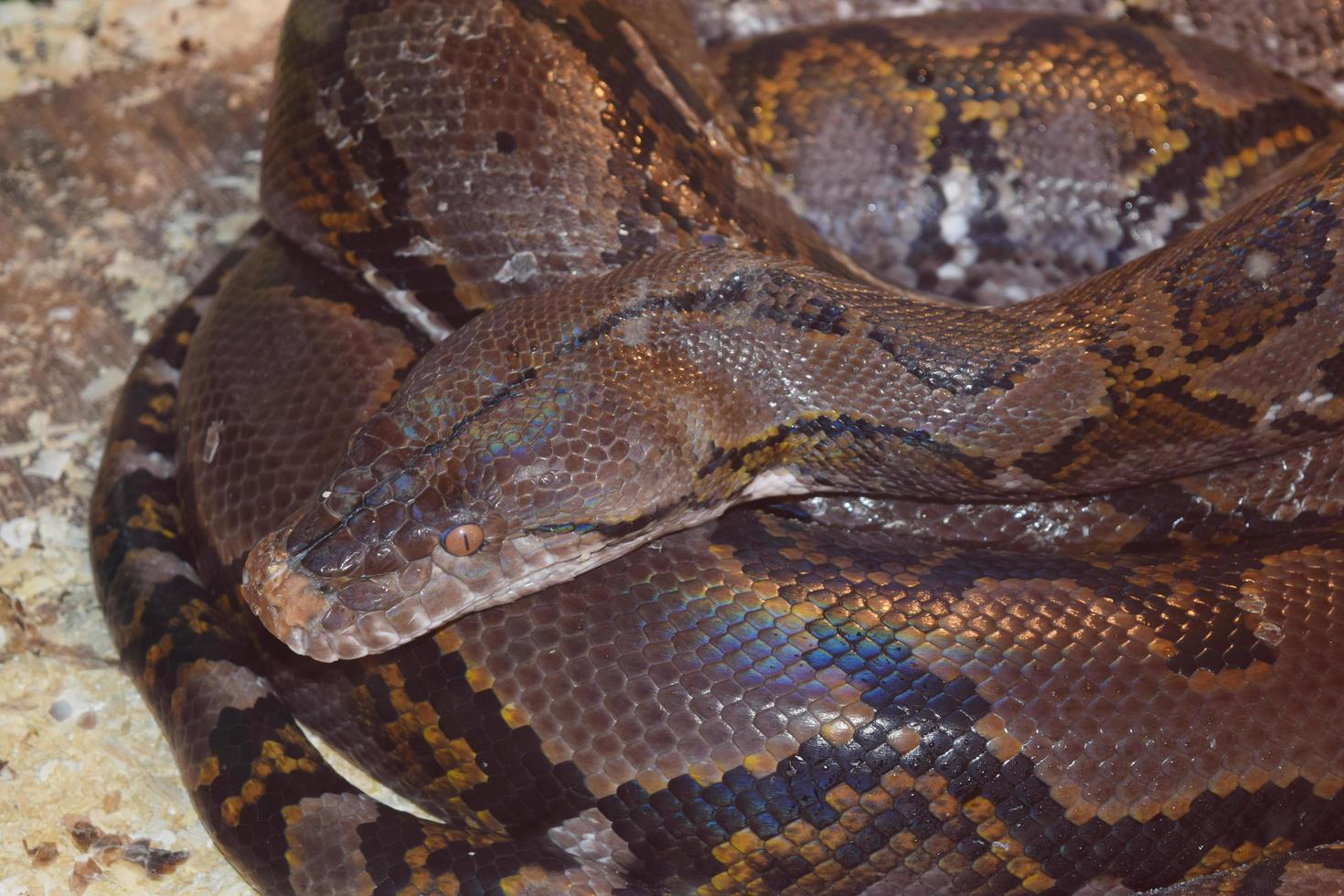 a big brown snake lies curled up photo