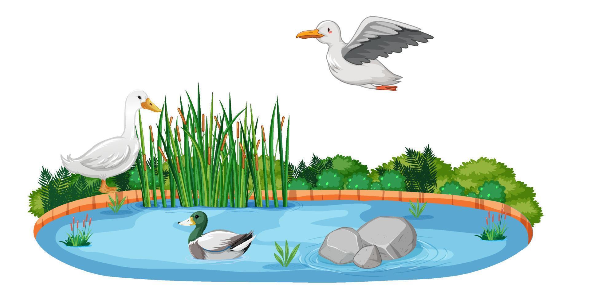 estanque natural aislado con patos y pájaros vector