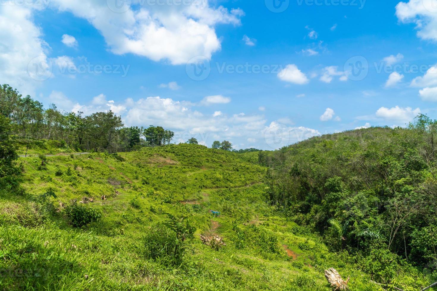 Green nature scenery with blue sky in the sunny landscape photo