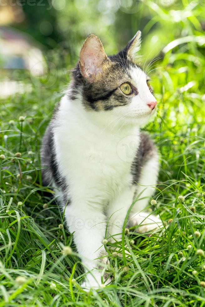 The black and white cat is playing on the green grass. Cute black and white cat playing in the weeds photo