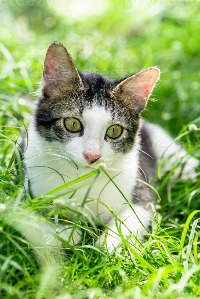 The black and white cat is playing on the green grass. Cute black and white cat playing in the weeds photo