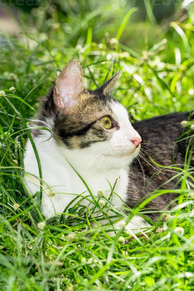 The black and white cat is playing on the green grass. Cute black and white cat playing in the weeds photo