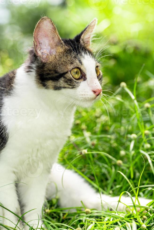 The black and white cat is playing on the green grass. Cute black and white cat playing in the weeds photo