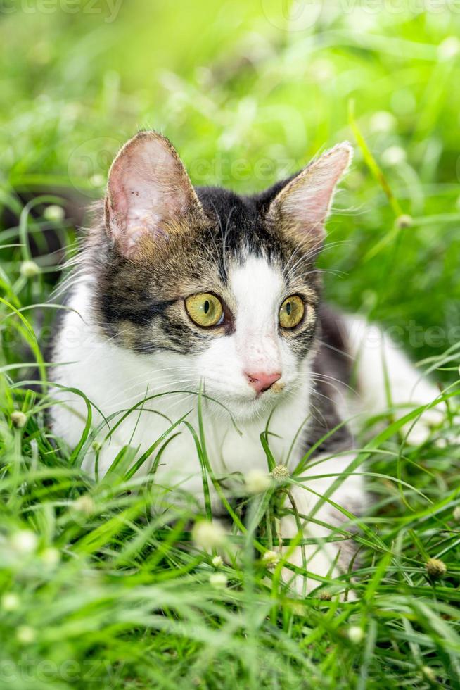 The black and white cat is playing on the green grass. Cute black and white cat playing in the weeds photo