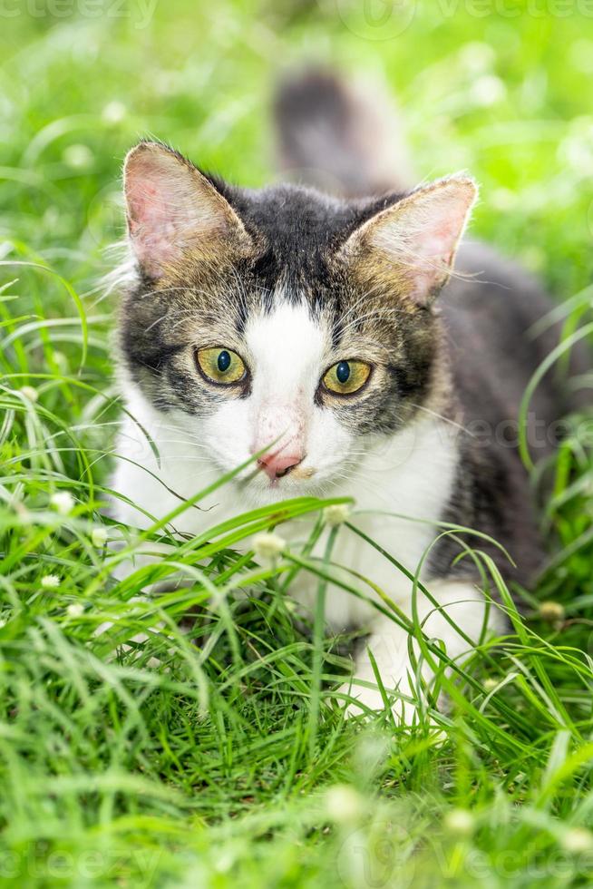 The black and white cat is playing on the green grass. Cute black and white cat playing in the weeds photo