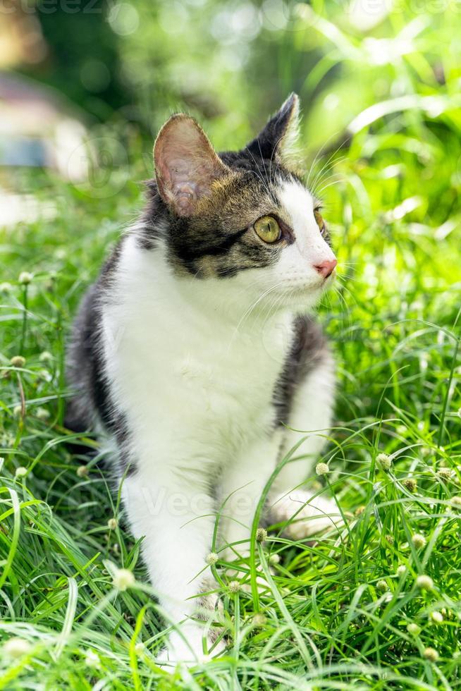 The black and white cat is playing on the green grass. Cute black and white cat playing in the weeds photo