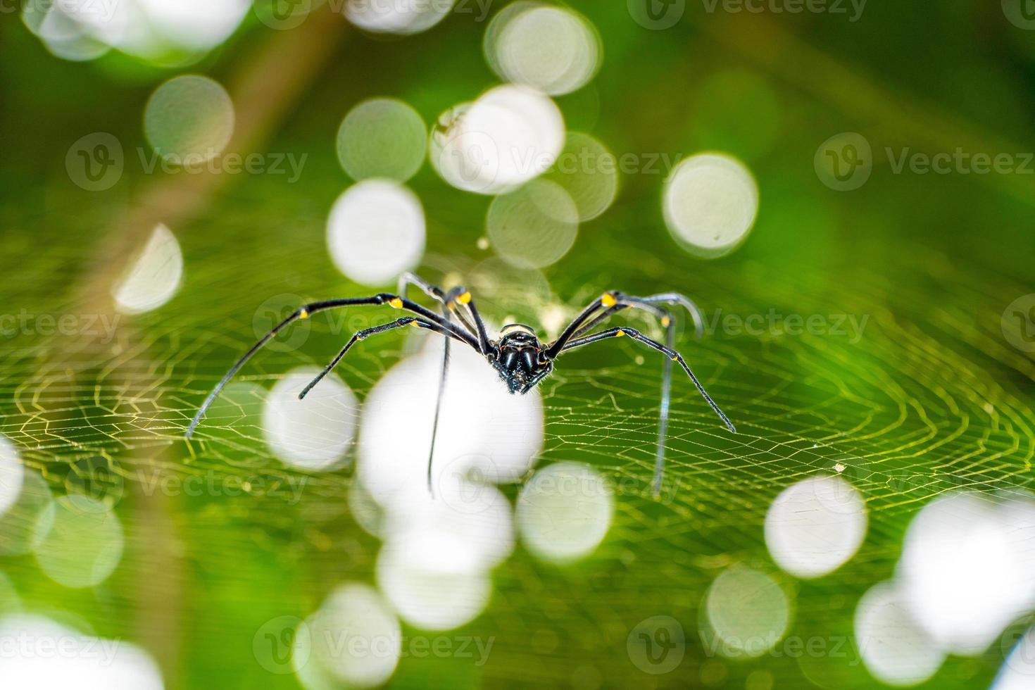 Big black spider in the wild. Black spider in its cage during the day. photo